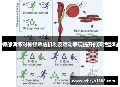 臀部训练对神经适应机制及运动表现提升的深远影响